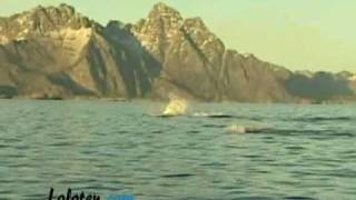 Orcas killerwhale in Lofoten Norway [upl. by Maida793]