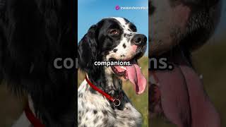 The Fascinating History of English Setters 🐶✨  Fun Dog Facts [upl. by Stevens195]