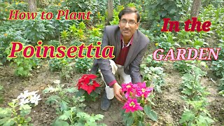 How to Plant Poinsettia in Your Garden Growing and Caring Tips for Poinsettia [upl. by Etnuad]