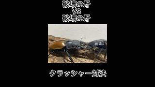 破壊対決 ガゼラツヤクワガタVSクベラツヤクワガタ shortvideo [upl. by Aitnis]