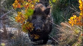 Chasse Sanglier Au Maroc Meknes 2019 [upl. by Laveen465]