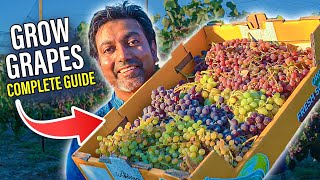 How to GROW GRAPES  Complete Growing Guide [upl. by Nnaylrebmik289]