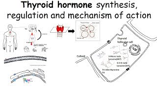 Thyroid hormone synthesis regulation and mechanism of action [upl. by Altman230]