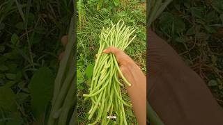 Farming life 🥰 charanyadav506 agricalchar ytshorts farming trending vlog viralvideo [upl. by Alohs]