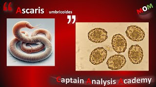 Ascaris lumbricoides ثعبان البطن  الاسكارس [upl. by Cyrus]