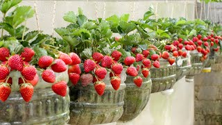 No need for a garden Growing Strawberries at home is very easy and has a lot of fruit [upl. by Airdnaz]