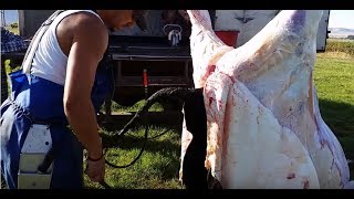 How To Remove Cow Skin [upl. by Eseila]