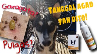 MABISANG PANTANGGAL NG GARAPATA AT PULGAS  VET CORE  SOAP amp SPRAY  PRODUCT REVIEW [upl. by Blim]