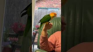 Caique trick training caiques birds parrot birb pets birdslover cute smartbirds [upl. by Frodi733]