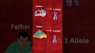 What Are Alleles Quick Guide 🧠 LearnWithMe biology [upl. by Paresh47]