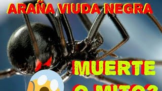 que hacer si te pica una ARAÑA VIUDA NEGRA MITOS amp REALIDADES [upl. by Anital]