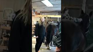 DAYBYDAYVLOGS don’t care about their horses daybydayvlogs sophieslife equestrian [upl. by Jacobah]