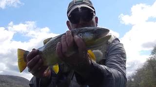 SPRING FLY FISHINGHITTING THE HENDRICKSON HATCH with Chris Walklet [upl. by Eiramanna]