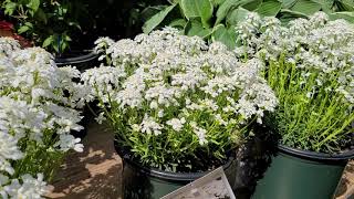 Iberis Snowsation Candytuft  SWEET Early and EASY Low Growing Carpets of Perennial COLOR [upl. by Zelig]