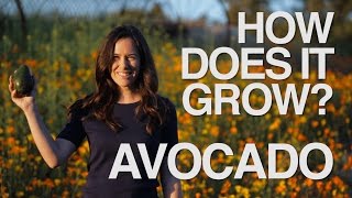 AVOCADO  How Does it Grow [upl. by Quickman]