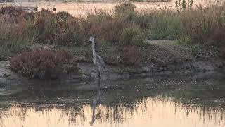 20241109 Naravni rezervat ŠKOCJANSKI ZATOK CICONIIFORMES Ardea cinerea SIVA ČAPLJA [upl. by Ayatan]