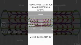 Muscles contractions 3D 3danimation 3d musclescience muscles india youtubeshorts youtube [upl. by Moss]