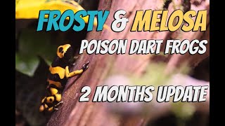 Frosty amp Melosa  Poison Dart frog BioActive Vivarium  Green Auratus amp Yellow Banded Leucomelas [upl. by Ilrac]