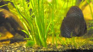 Archerfish Discus Angelfish Aquarium [upl. by Celine]