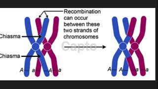Chiasmata and Genetic Crossover BIOS 041 [upl. by Amalberga]