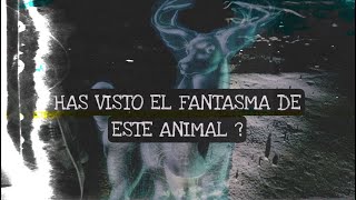 LOS FANTASMAS DEL ZOOLÓGICO ABANDONADO [upl. by Onitnevuj]