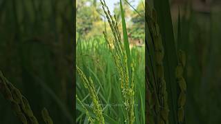 🌾🌾 Rice Fields 🌾🌾  4K Ultra HD [upl. by Anihtyc]