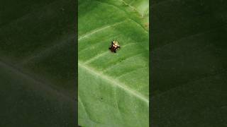 Golden tortoise beetleamazing nature insectbeautiful tiny bugtrending shortsytshortsviral [upl. by Adlez]