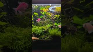 10 Gallon Overstocked Planted Community Tank [upl. by Oicneserc517]