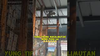 Pusang takot sa daga funny [upl. by Stanleigh438]