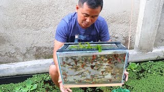 How to Produce Thousands of Different Varieties of GUPPIES [upl. by Millda]