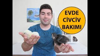 Civciv Bakımı  Civciv Kümesinde Neler Olmalı [upl. by Oilla]