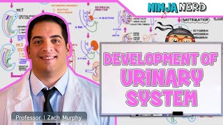 Embryology  Development of the Urinary System [upl. by Ioab573]