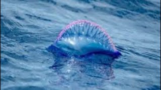 Portuguese Man of War [upl. by Nommad]