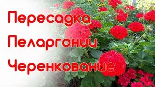 Пересадка пеларгонии из открытого грунта Черенкование герани Осенняя обрезка [upl. by Laspisa]