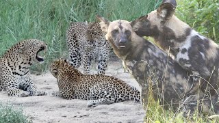 WILD DOGS Mating and a LEOPARD Family Reunion [upl. by Ykcin]