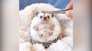 Video of cute hedgehog chomping a mealworm goes viral [upl. by Vidovic]