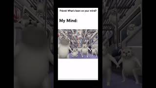 get out of my head… meme cat funny cats memes [upl. by Womack]