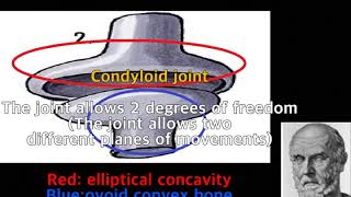 Hippo What is the condyloid joint [upl. by Iinde539]