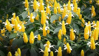 Lollipop flower Plant Pachystachys lutea [upl. by Eb426]