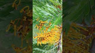 ¹ 🌼☆² Silk Oak Grevillea robusta  Proteales •³ Proteaceae [upl. by Ajnin]