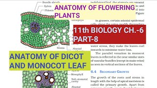 Class 11 BiologyCh6 Part8Anatomy of Dicot amp Monocot LeafStudy with Farru [upl. by Asyl]