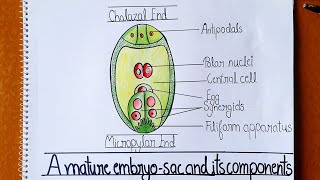 How to Draw Embryo Sac Well Labelled Diagram of Embryo Sac  Class 12  Embryo sac Figure [upl. by Clementi]