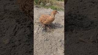 Grey Partridge Male playing  shortfeed shorts birdslover shortsviral [upl. by Ienttirb807]