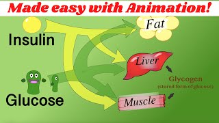 Insulin glucagon amp glycogen regulation Made simple with animation [upl. by Imyaj698]