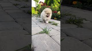 Cachorrinho fofo no jardim  cute puppy [upl. by Aimahs763]