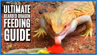 Bearded Dragon Diet and Full Feeding Guide  How What and How Often to Feed your Bearded Dragon [upl. by Goldsworthy]