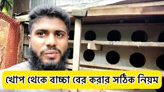 খোপ থেকে বাচ্চা বের করার সঠিক নিয়ম জেনে নিন kobutorpalonbangladesh [upl. by Nilknarf]