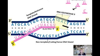 Gene Expression Unit Transcription [upl. by Balmuth]