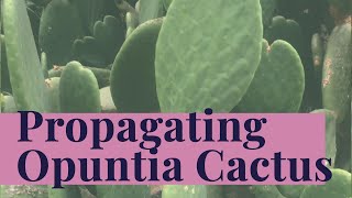 Opuntia for FREE  How to plant amp propagate Prickly Pear Cactus [upl. by Assirrak]