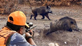 GIANT MONSTER BOAR HUNTS Incredible SHOTS Breathtaking DRONE Chase [upl. by Remus89]